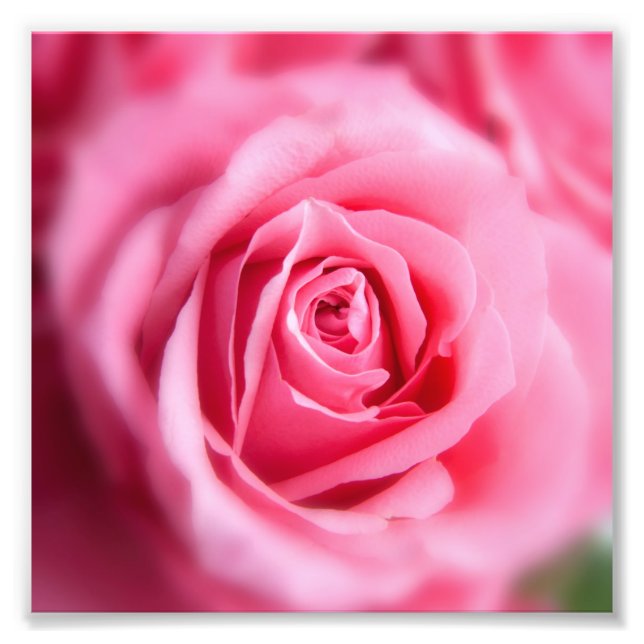 Foto Hermosa rosa rosa (Frente)