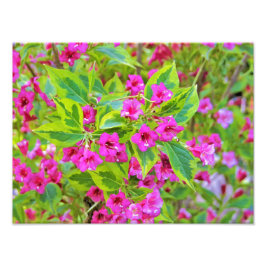 Foto Hermosa Weigela verde con flores de Crimson