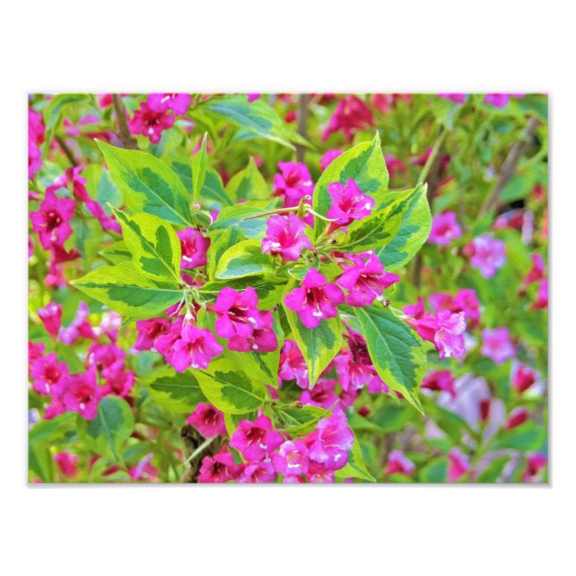 Foto Hermosa Weigela verde con flores de Crimson (Frente)