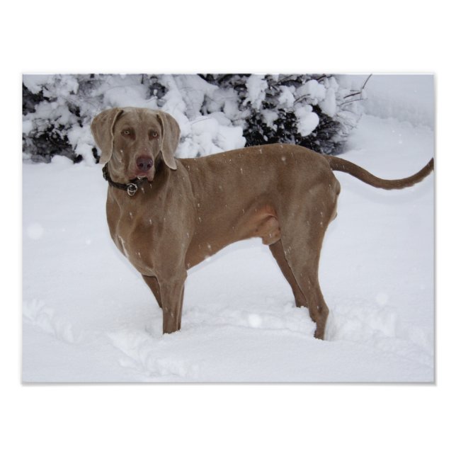 Foto Hermosa Weimaraner en la nieve (Frente)