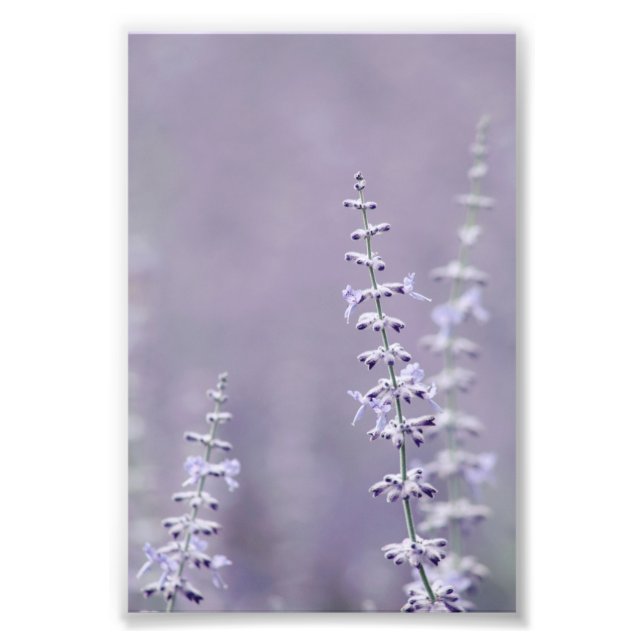 Foto Hermosas espigas de flores de lavanda clara (Frente)