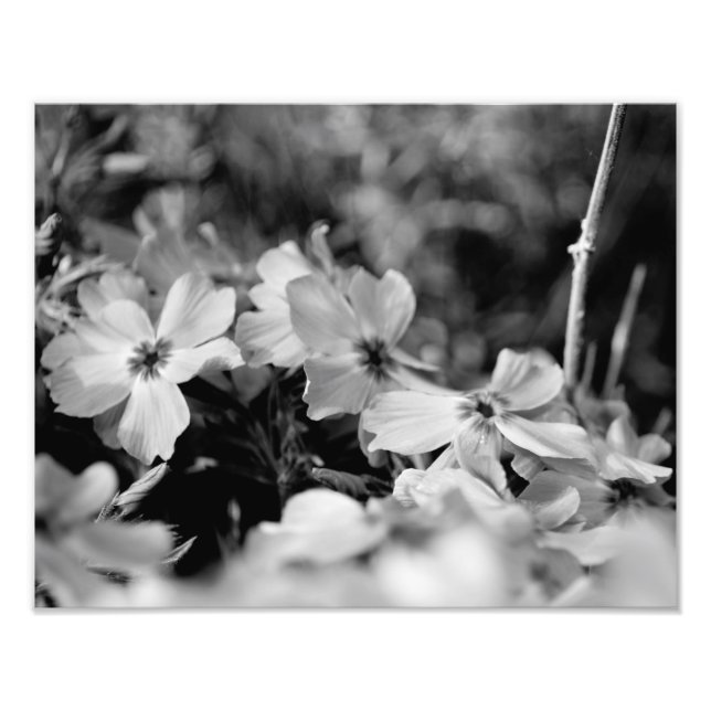 Foto Hermosas flores blancas negras y blancas (Frente)