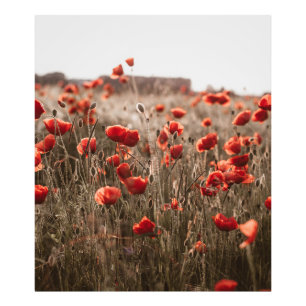 Foto hermosas flores de amapola