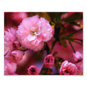 Foto Hermosas flores de cerezo rosado de primavera