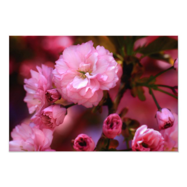 Foto Hermosas flores de cerezo rosado de primavera (Frente)