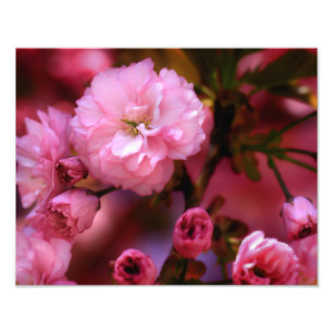 Foto Hermosas flores de cerezo rosado de primavera