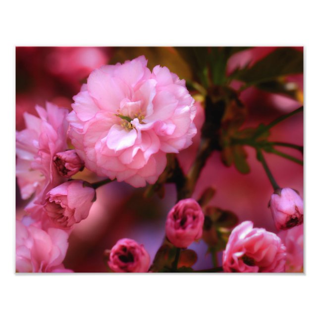 Foto Hermosas flores de cerezo rosado de primavera (Frente)