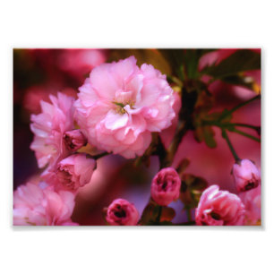 Foto Hermosas flores de cerezo rosado de primavera