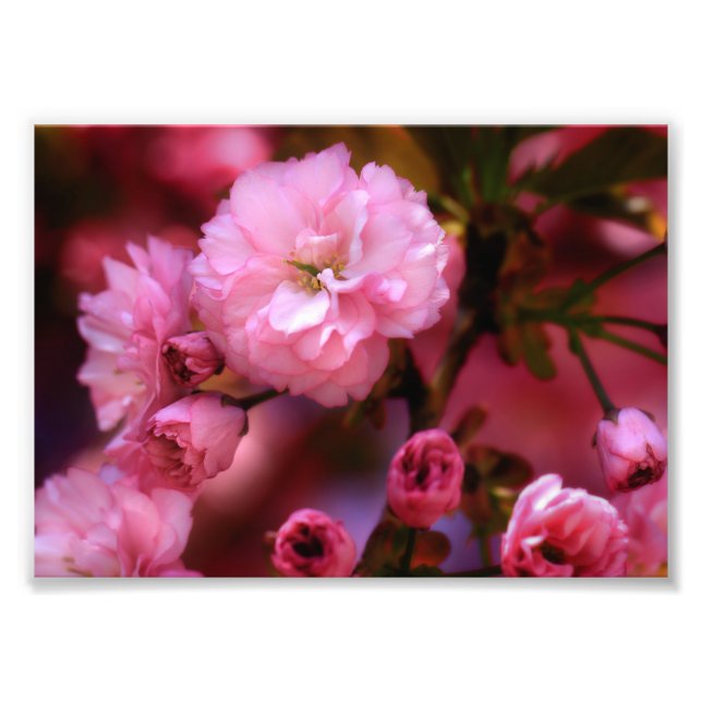Foto Hermosas flores de cerezo rosado de primavera (Frente)