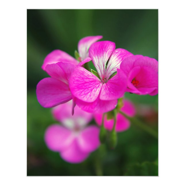 Foto Hermosas flores de primavera (Frente)
