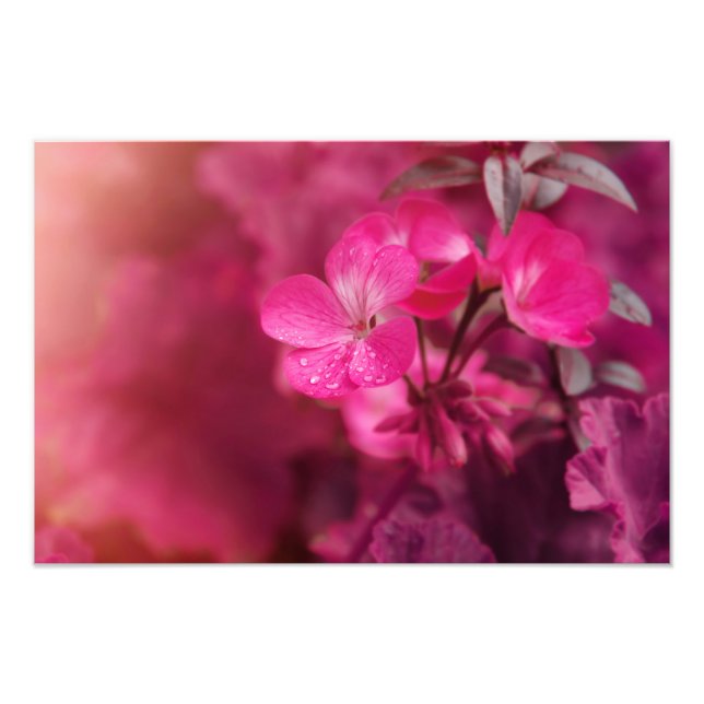 Foto Hermosas flores de primavera (Frente)