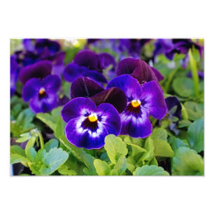 Foto Hermosas flores moradas de adormidera vibrante.
