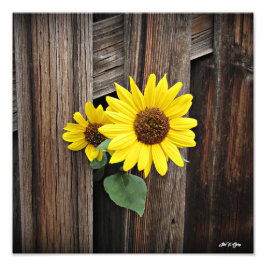 Foto Hermosas Visiones Buscan Un Boo De Arte De Sunflow