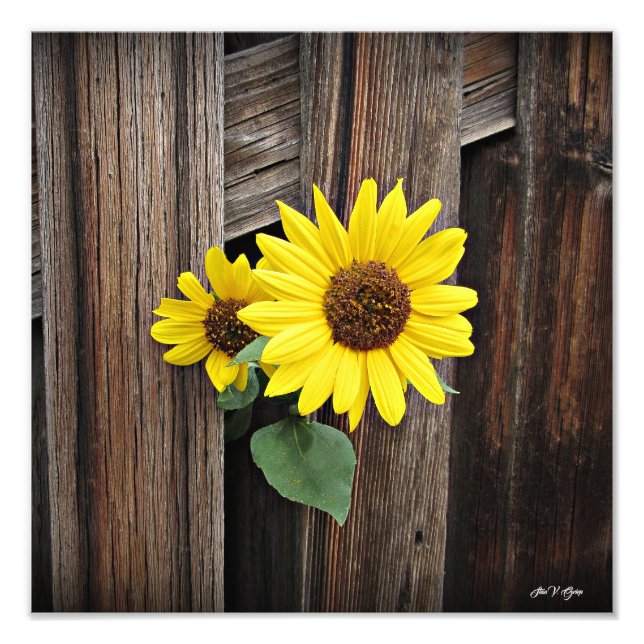 Foto Hermosas Visiones Buscan Un Boo De Arte De Sunflow (Frente)