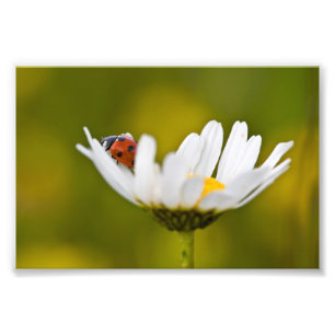 Foto Hermoso ave de los labios en Oxeye Daisy Photo Pri