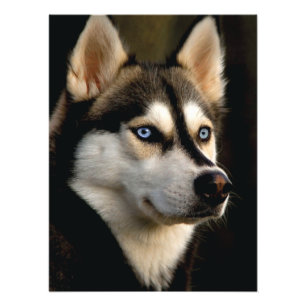 Foto Hermoso Cojín decorativo Husky
