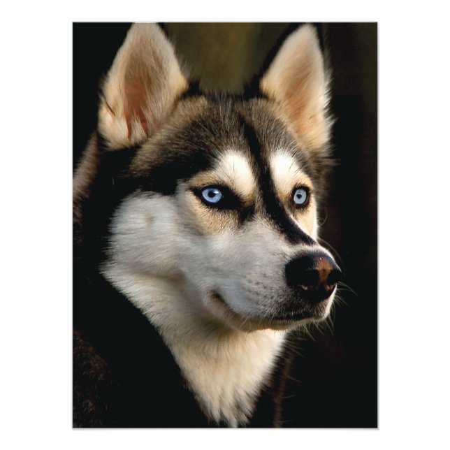 Foto Hermoso Cojín decorativo Husky (Frente)