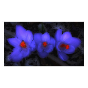 Foto Hermoso cromo azul morado florece