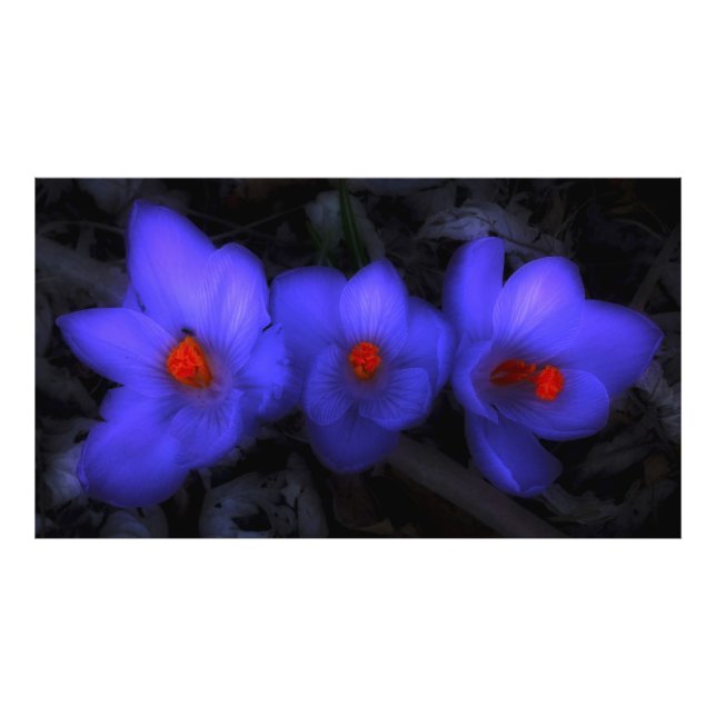 Foto Hermoso cromo azul morado florece (Frente)