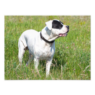 Foto Hermoso Dogo Argentino