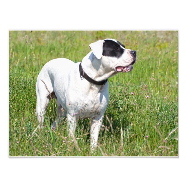 Foto Hermoso Dogo Argentino (Frente)