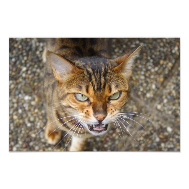 Foto Hermoso gato bengalí (Frente)