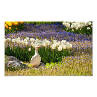 Foto Hermoso jardín