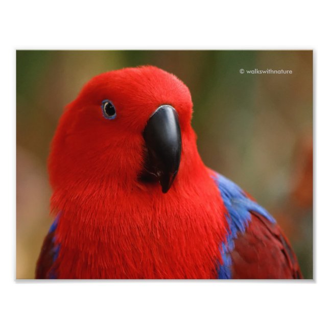 Foto Hermoso "Lady in Red" Eclectus Parrot (Frente)