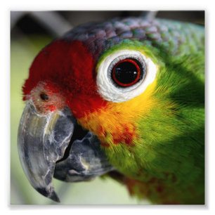 Foto Hermoso loro