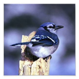 Foto Hermoso pájaro de Jay azul