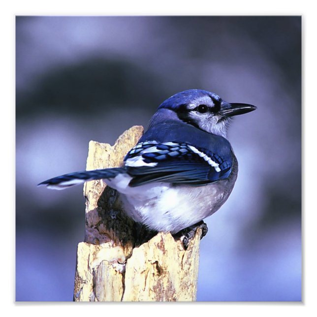 Foto Hermoso pájaro de Jay azul (Frente)
