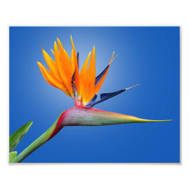 Foto Hermoso pájaro del paraíso Flor de Strelitzia (Frente)