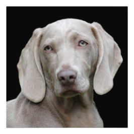 Foto Hermoso perro de caza de Weimaraner