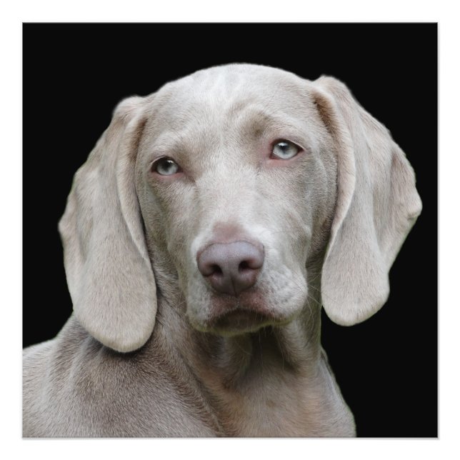Foto Hermoso perro de caza de Weimaraner (Frente)