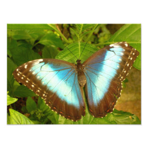 Foto Hermoso Poster de mariposas azul y negro