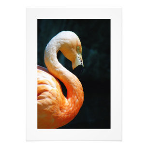 Foto ¡Hermoso Poster/Impresión Flamingo!