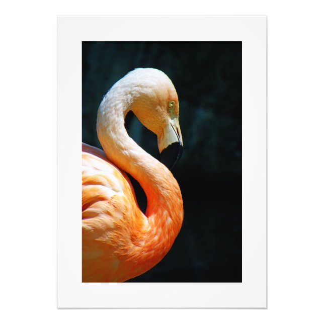 Foto ¡Hermoso Poster/Impresión Flamingo! (Frente)