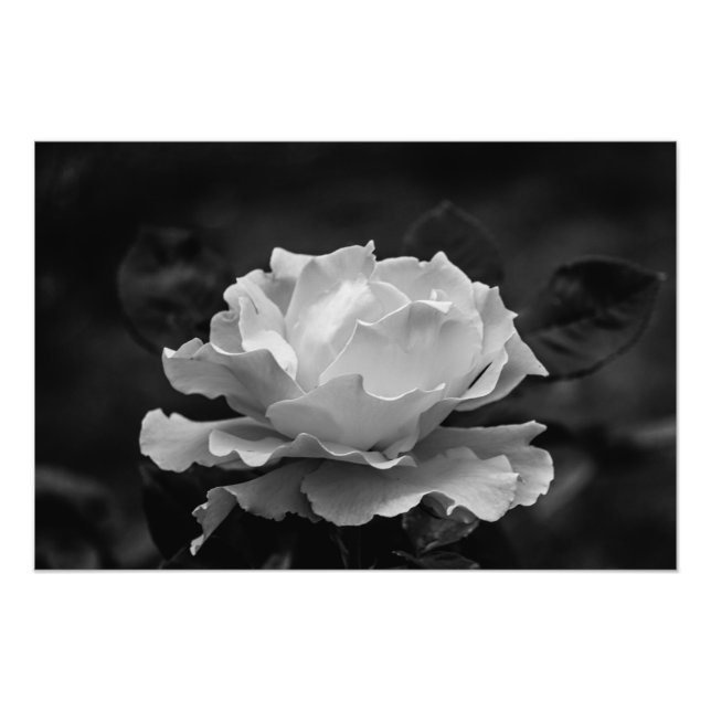 Foto Hermoso Rosa de flores negras y blancas (Frente)