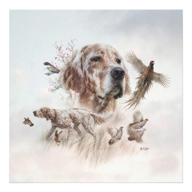 Foto Hermoso Setter, Arte (Frente)