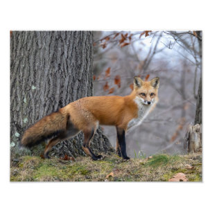 Foto Hermoso Sr. Fox