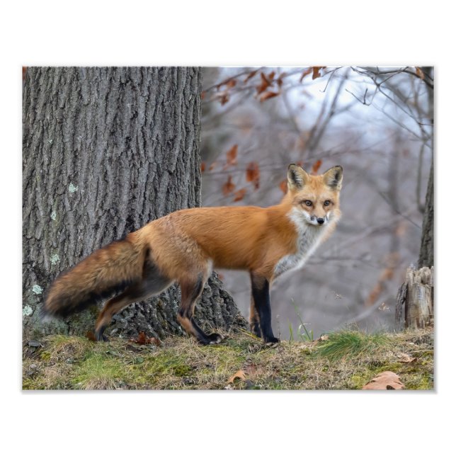 Foto Hermoso Sr. Fox (Frente)