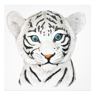 Foto Hermoso Tigre Blanco Con Ojos Azules