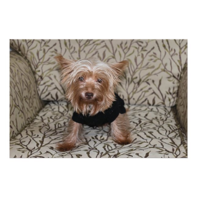Foto Hermoso Yorkshire Terrier (Frente)
