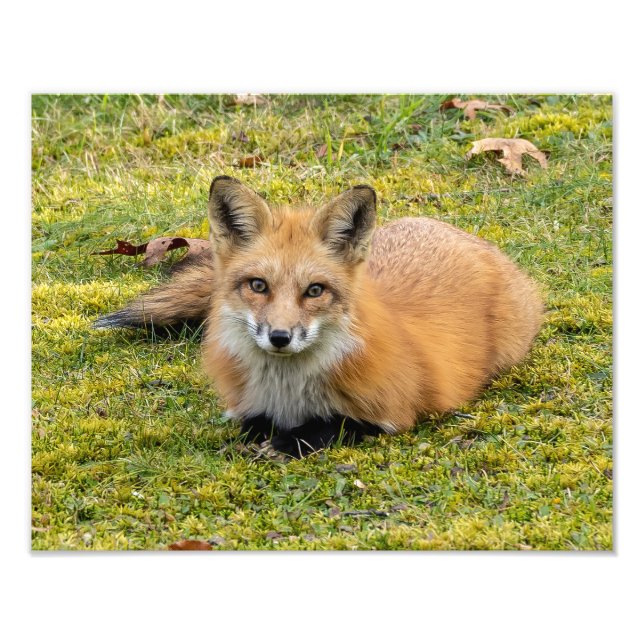Foto Hermoso Zorro Rojo (Frente)