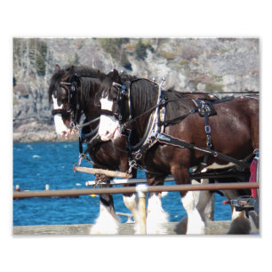 Foto Hermosos caballos belgas de tiro en trabajo