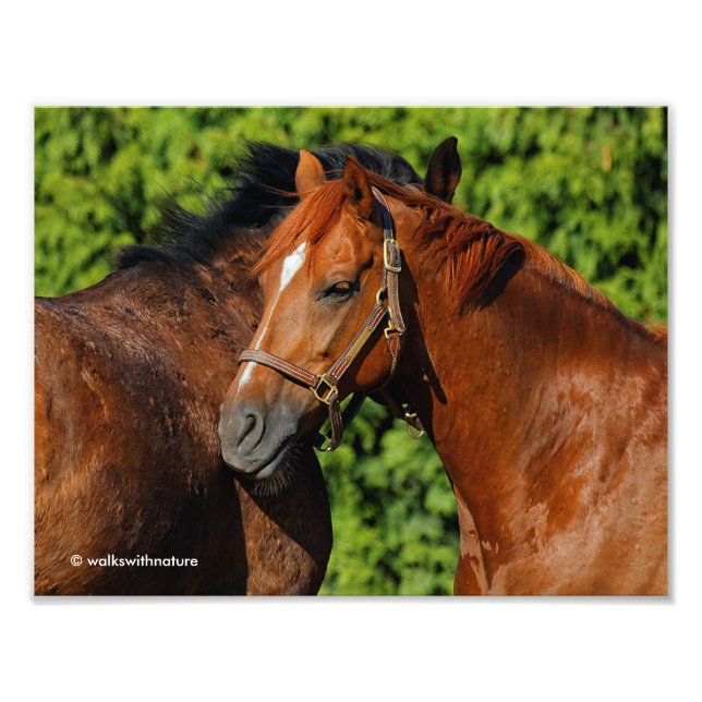 Foto Hermosos caballos de castaño en el sol de verano (Frente)