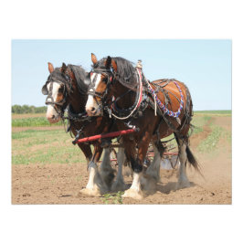 Foto Hermosos caballos de Clydesdale arando