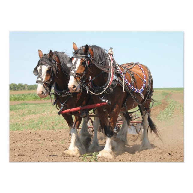 Foto Hermosos caballos de Clydesdale arando (Frente)