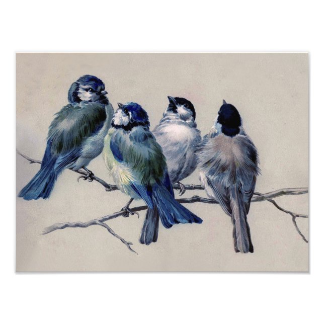 Foto Hermosos pájaros grises azules en una rama (Frente)