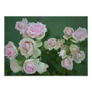 Foto Hermosos rosas de jardín rosa claro